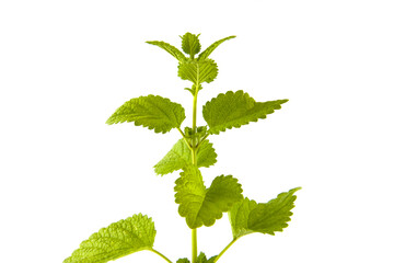 Melissa plant isolated on white