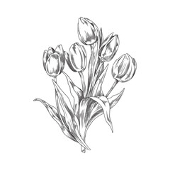 Hand drawn monochrome bouquet of tulips sketch style