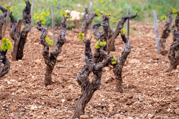 Old vineyards of Cotes de Provence in spring, Bandol wine region, wine making in South of France