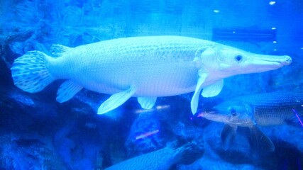 fish on blue background