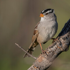white-crowned sparrow