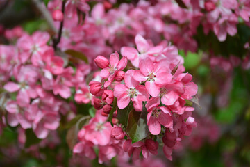 Closeup of pink blossoms of a fruit tree