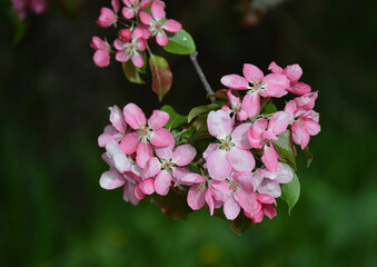 Closeup of pink blossoms of a fruit tree