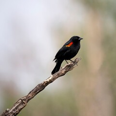 red winged blackbird