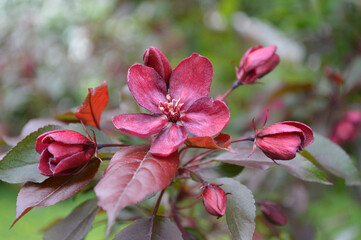 Obraz premium Closeup of red blossoms of an apple tree