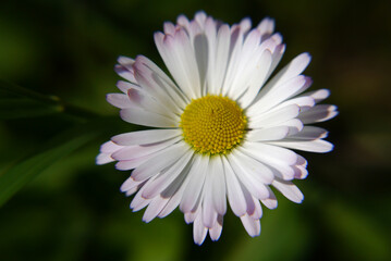 Obraz premium White daisy flower closeup with green background