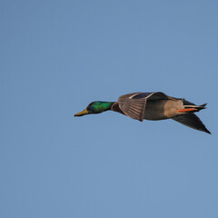 Obraz premium mallard duck in flight