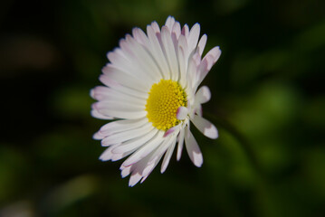 Obraz premium White daisy flower closeup with green background