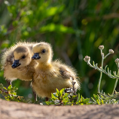 ducklings in the grass