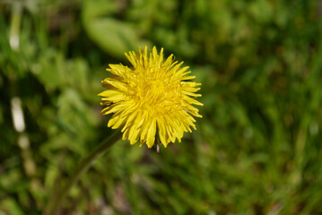 Yellow dandelion flower closeup in green grass