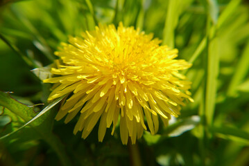 Yellow dandelion flower closeup in green grass