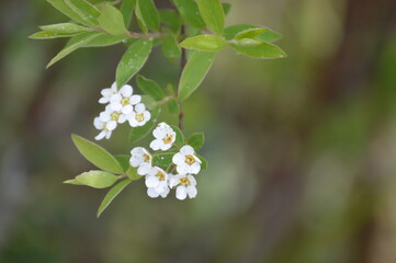 Small white flowers on a branch