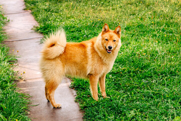 Obraz na płótnie Canvas Pet. Red-haired dog. Finnish Spitz. Background green glade and grass. Hunting, service Karelo-Finnish nimble dog. Karelian Bear Dog.