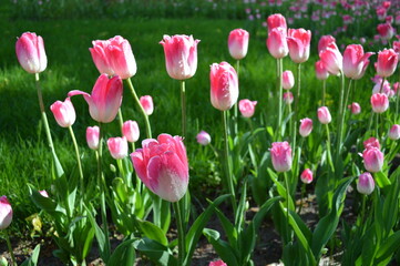 Pink and white tulips  with green grass