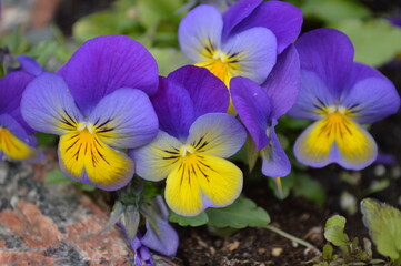 Colorful blooming pansies in the flowerbed 