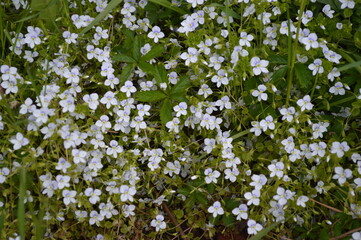 Speedwell filiform light blue flowers