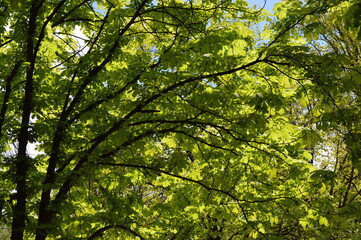 Fototapeta na wymiar Green bowed brunches of a tree