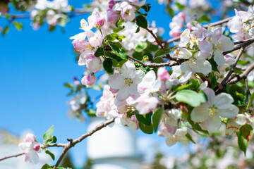 Blooming spring garden. Trees full of flowers under a bare sky