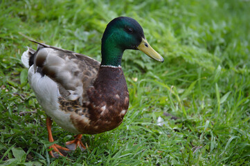 Naklejka na ściany i meble Closeup of a duck in the grass
