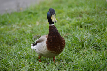 Closeup of a duck in the grass