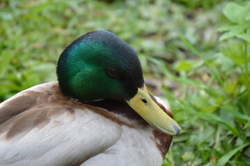 Closeup of a duck in the grass