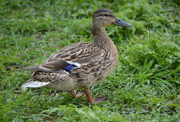 Closeup of a duck in the grass