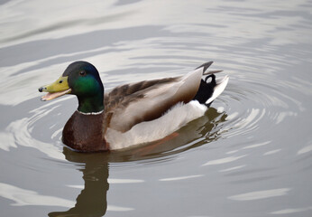 Closeup of a male duck in the lake