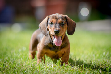 Dachshund 