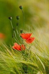 mohnbl&uuml;hte und mohnkapsel