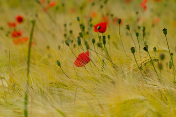 mohn im weizenfeld
