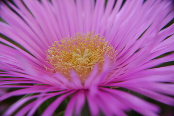 Closeup of a pink carpobrotus flower