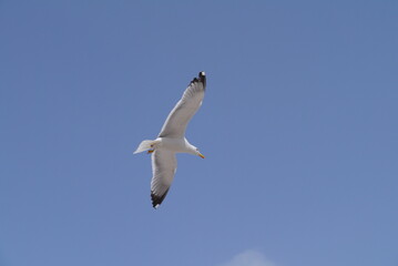 Fototapeta na wymiar A seagull flying up in the sky