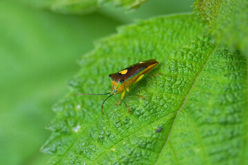 エサキモンキツノカメムシ