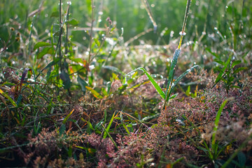 Isachne is a widespread genus of tropical and subtropical plants in the grass family, found in Asia, Africa, Australia, the Americas, and various oceanic islands.