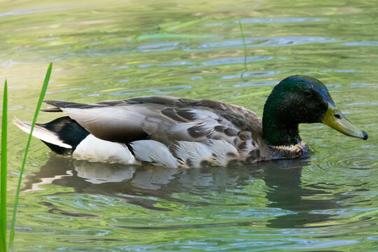 Closeup photo of a male Mallard duck in a marsh