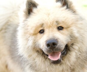 Obraz premium Pretty, cute, an fluffy cream-colored Eurasian dog head