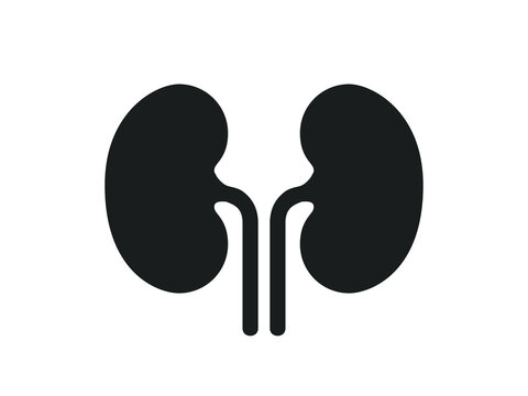 Kidney icon vector. Human kidney vector icon. Human kidneys anatomy on white background.