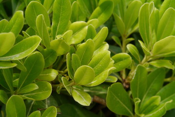 Closeup of green leaves of bearberry