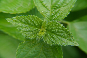Closeup of fresh green leaves