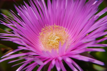 Closeup of a pink carpobrotus flower