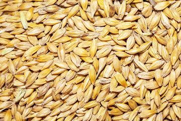 Top wiew of wheat grain as background texture. Concept grain harvest, supply wheat.