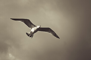 Dramatic flight of alone pigeon flying with wings open