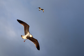 Pigeons flying on a clear sky with wings open