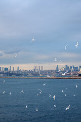 Fototapeta na wymiar Pigeons flying with wings wide open and Istanbul, Turkey in the background