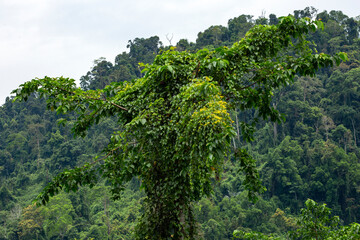 Fototapeta na wymiar The jungle at Dong Giang district, Quang Nam province, Vietnam