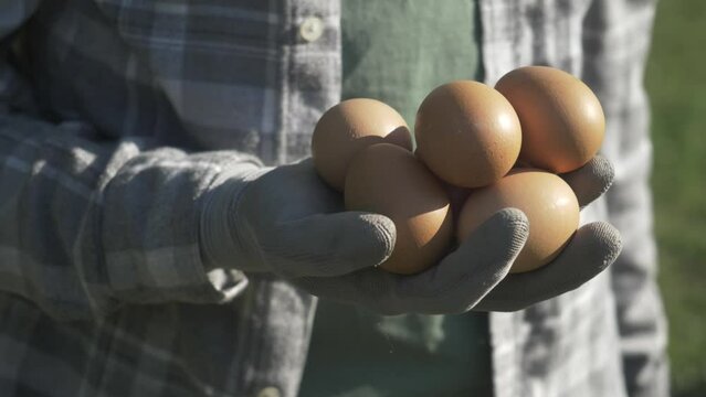 farm fresh eggs close up. farmer brown eggs, sustainable production. brown hen eggs in farmer's hands. brown organic free range eggs, food and drink cinematic video, chicken egg