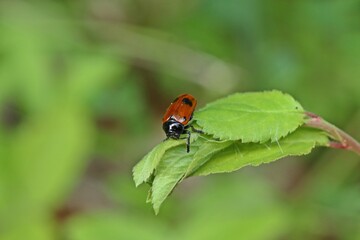 Vierpunktiger Ameisen-Sackkäfer (Clytra quadripunctata)