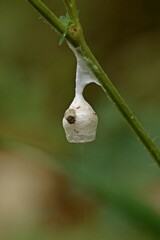 Feenlämpchen, Kokon einer Feenlämpchenspinne (Agroeca)