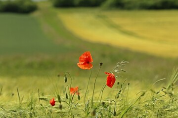 Klatschmohn (Papaver rhoeas) am Feldrand