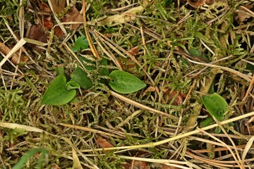 Blattrosetten des Kriechenden Netzblatts (Goodyera repens)